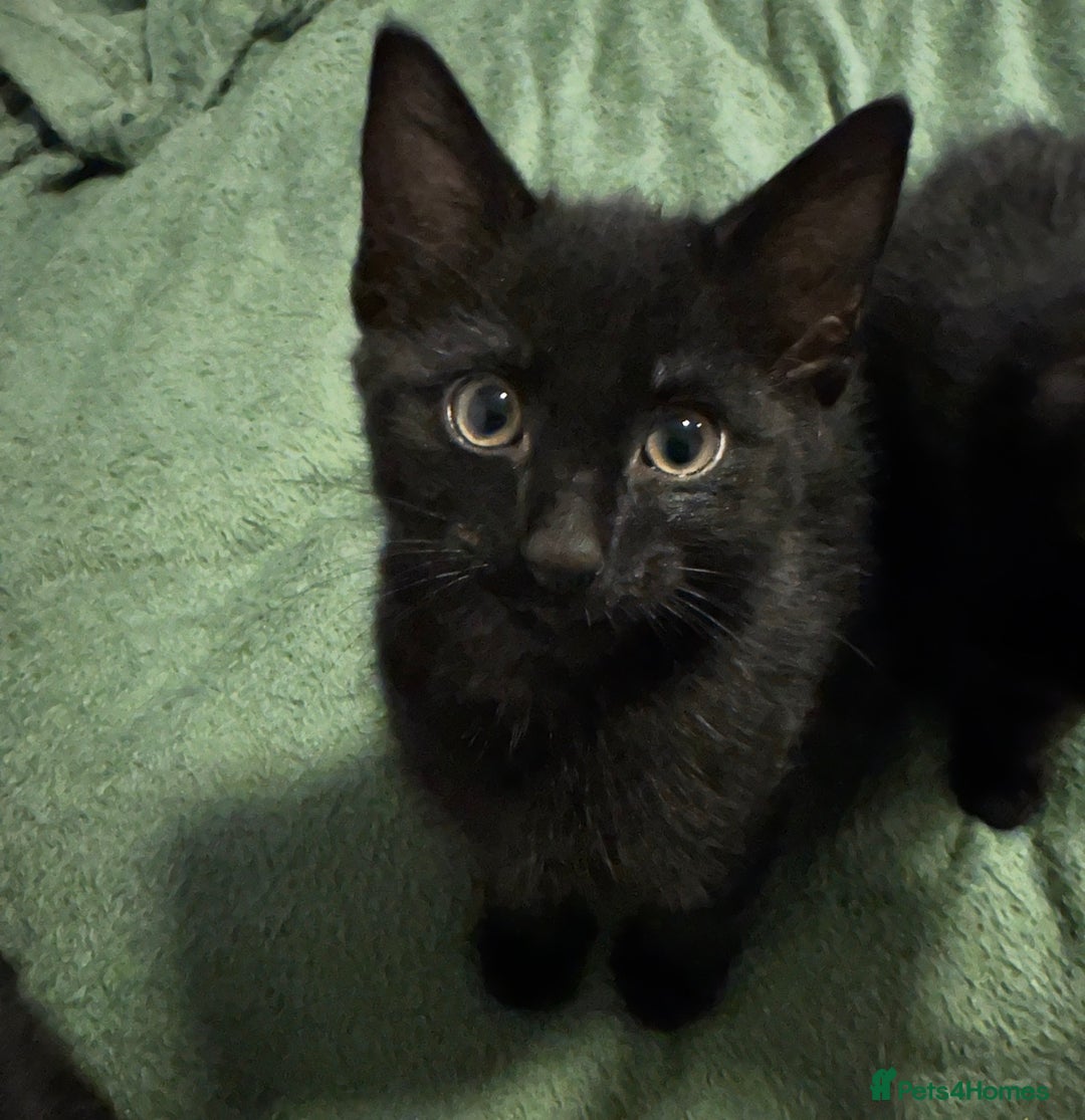 Mixed Breed cats for sale: 5 adorable 9 WEEK OLD kittens ready to go 😻 - Advert 2