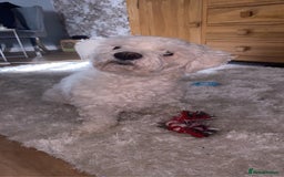 Bichon Frise dogs for sale: Bichon frise 4 year old male stud for sale - Image 1