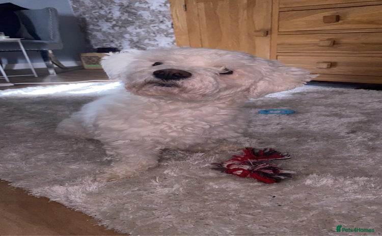 Bichon Frise dogs - Advert 1