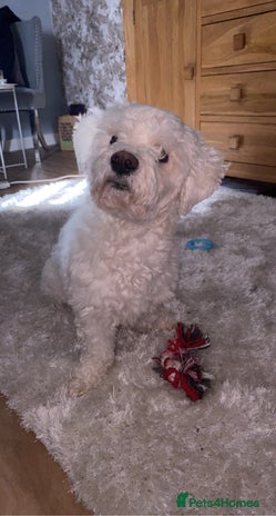 Bichon Frise dogs - Advert 1