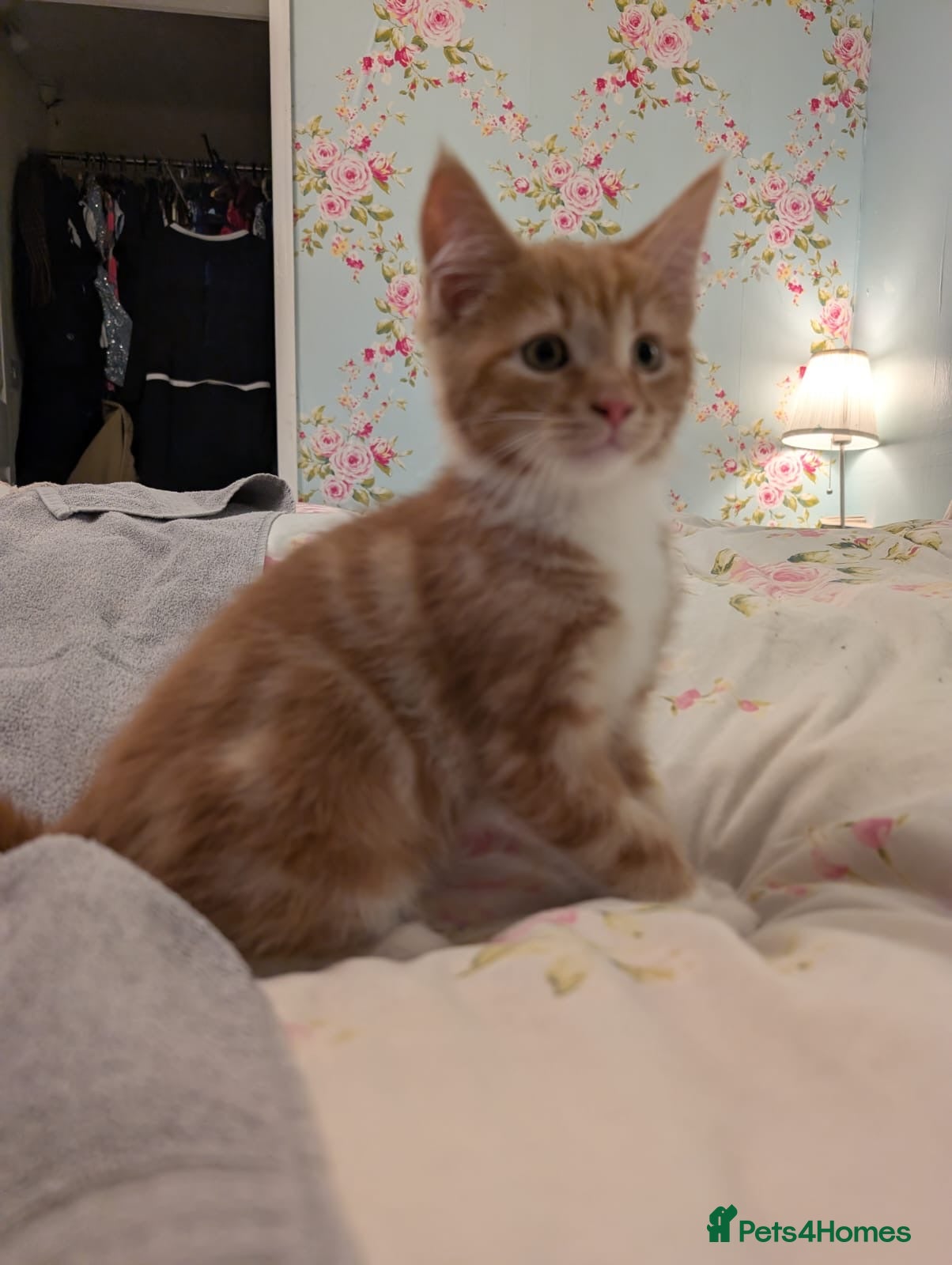 Maine Coon cats Maine coon cross kittens for sale - Advert 1