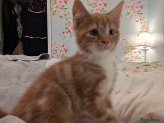 Maine Coon cats Maine coon cross kittens for sale - Advert 12