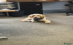 Cockapoo dogs for stud: Cooper - Advert 4