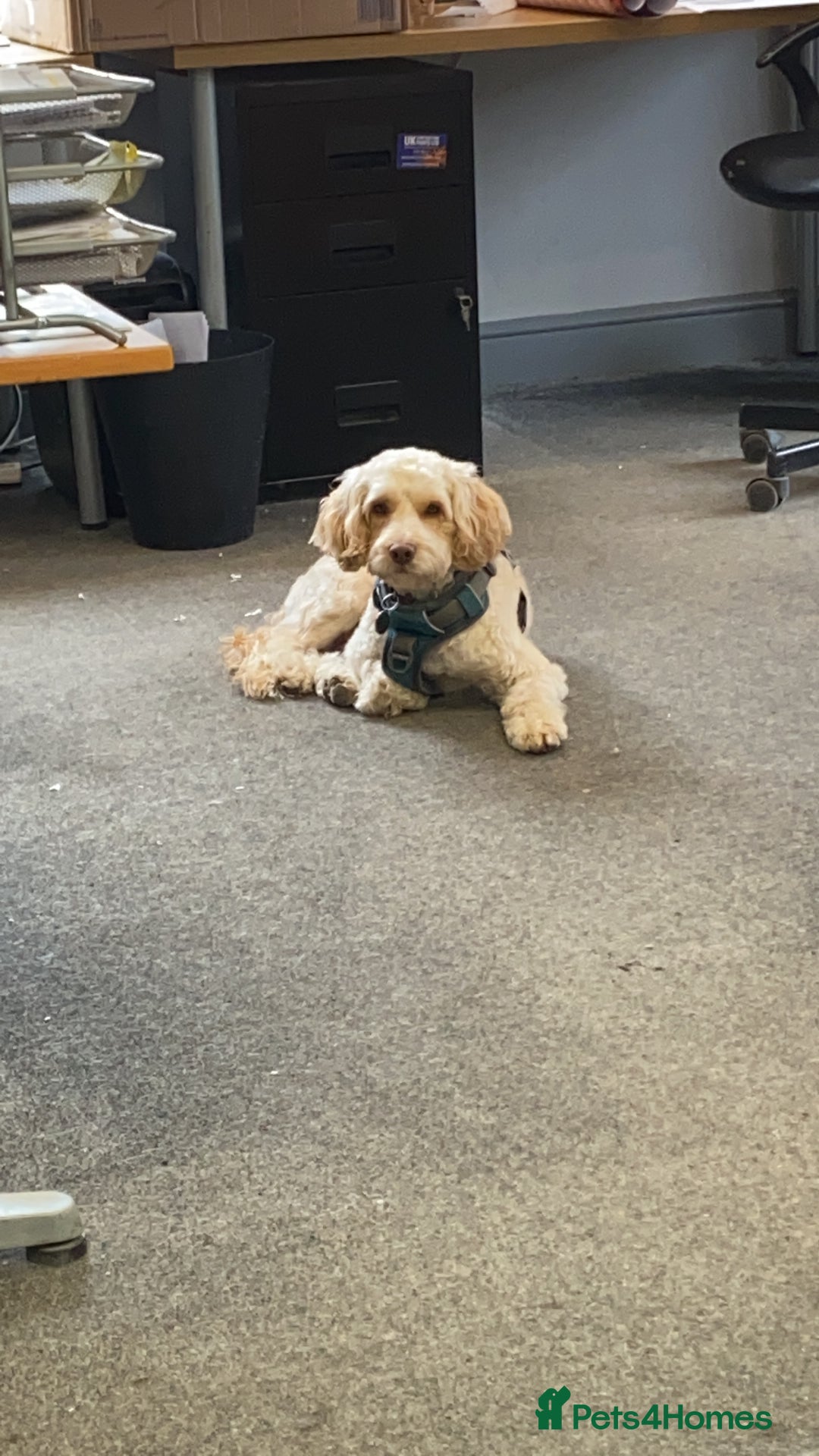 Cockapoo dogs for stud: Cooper - Advert 4