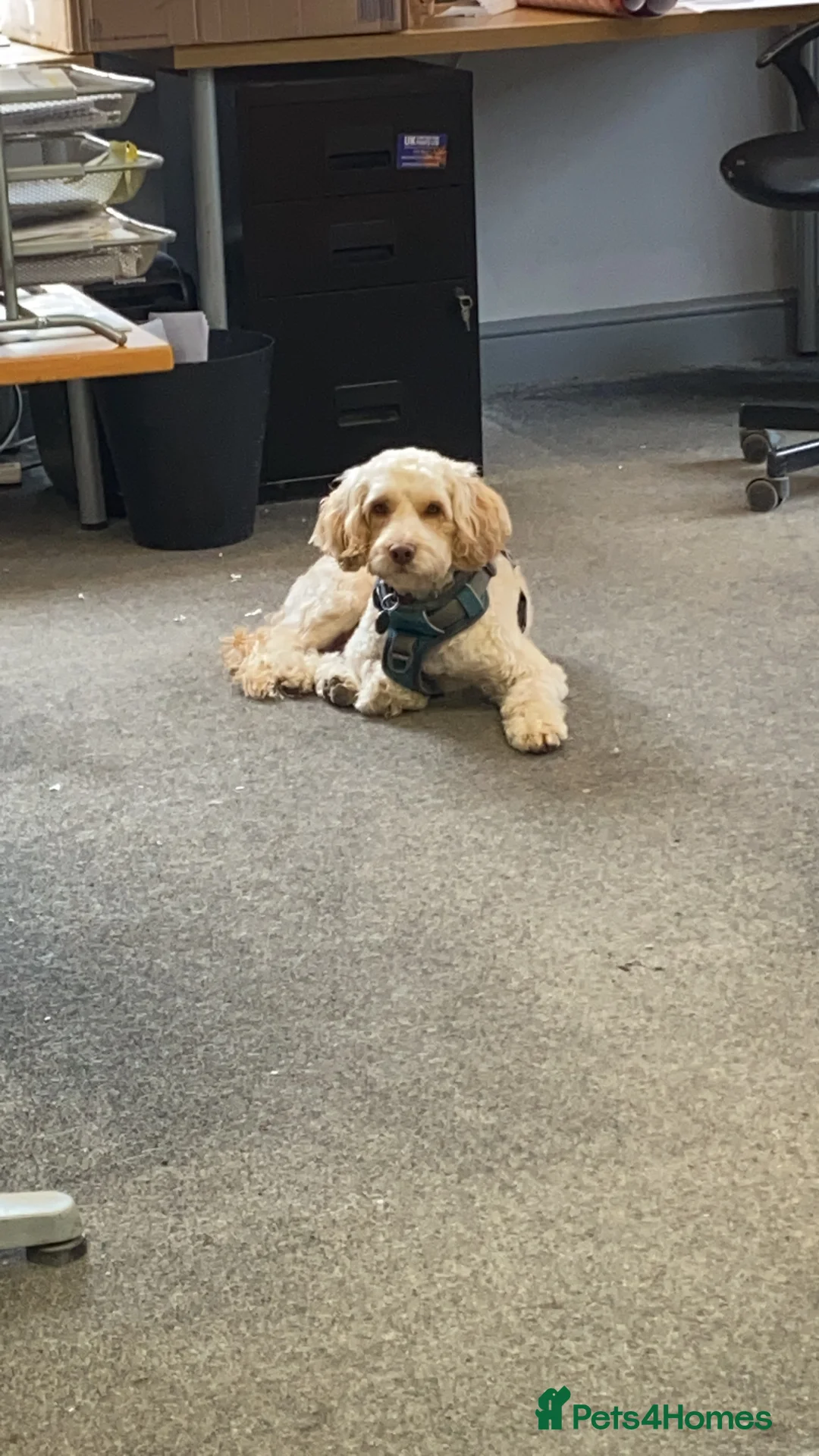 Cockapoo dogs for stud: Cooper - Advert 4