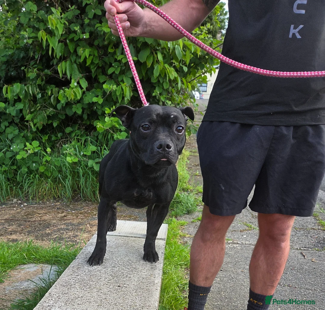 Staffordshire Bull Terrier dogs for sale: Kc registered,  Health tested, Black stafford male - Advert 2
