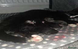 Mixed Breed cats for sale: Kittens for sale  - Image 6