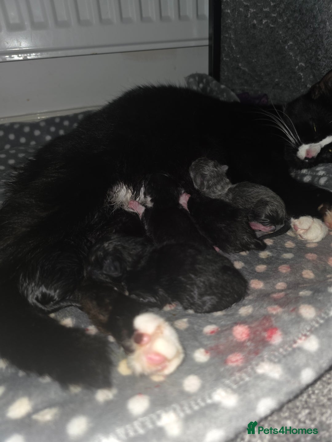 Mixed Breed cats for sale: Kittens for sale  - Image 6