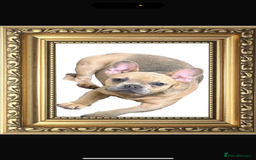 French Bulldog dogs for sale: Beautiful litter of French bulldog puppies  - Image 17
