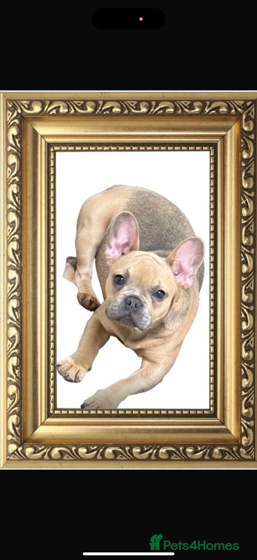 French Bulldog dogs for sale: Beautiful litter of French bulldog puppies  - Image 17