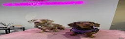 Miniature Dachshund dogs for sale: Two females Minature Dachshunds  - Advert 3