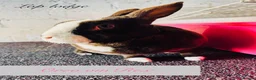 Mixed Breed rabbits for sale: Rabbits for homes  - Advert 7