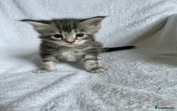 Maine Coon cats for sale: Mainecoon kittens Polydactyl/non polydactyl  - Image 4
