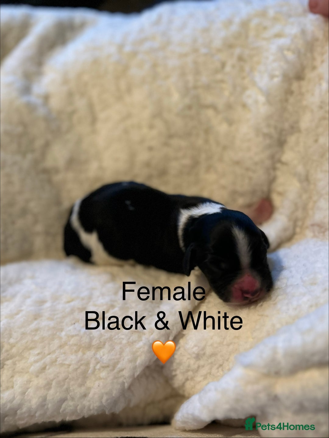 Cocker Spaniel dogs for sale: Cocker Spaniel Puppies - Advert 9