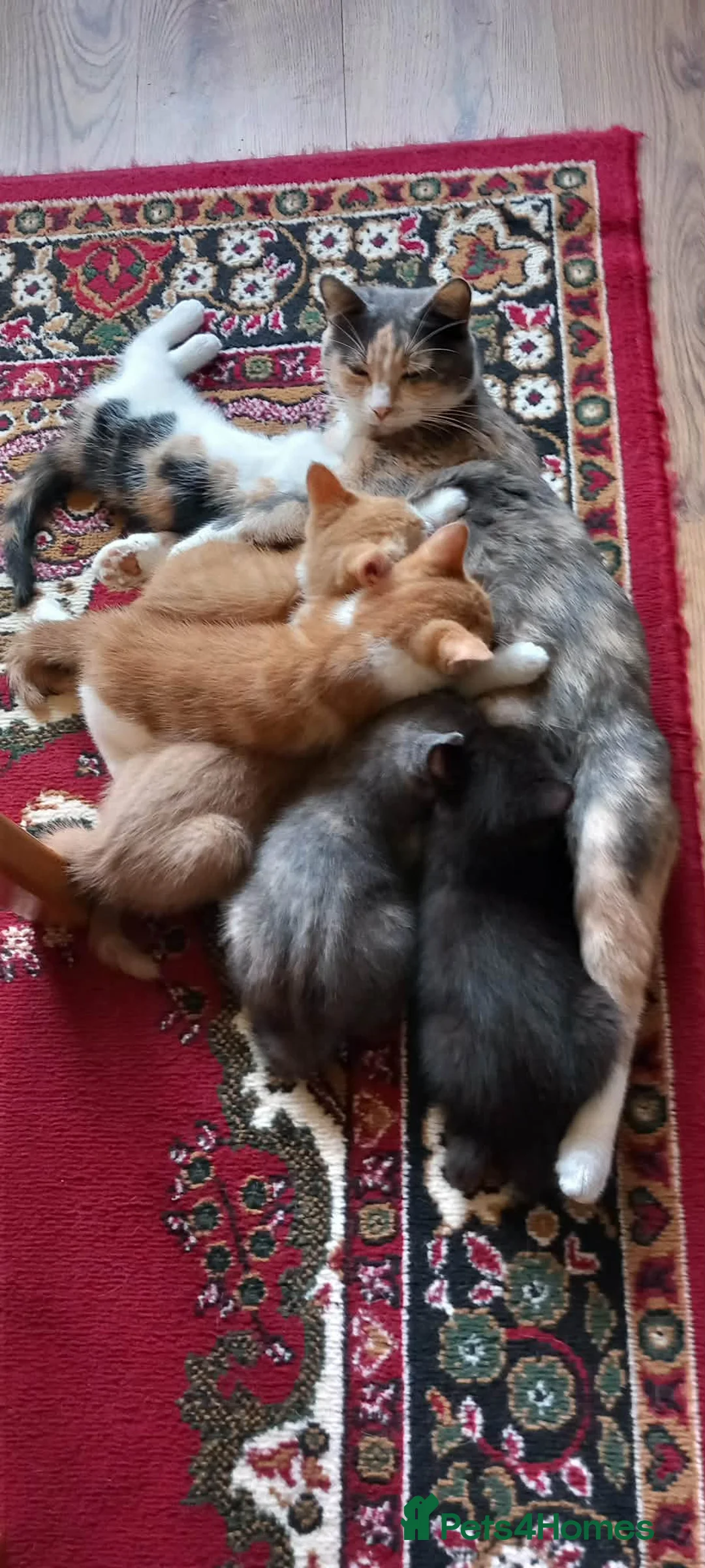 Mixed Breed cats for sale: Kitten  - Advert 1