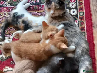 Mixed Breed cats Kitten - Advert 13