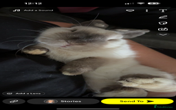 Mini Lop rabbits for sale: 6 month old female white mini lop  - Image 2
