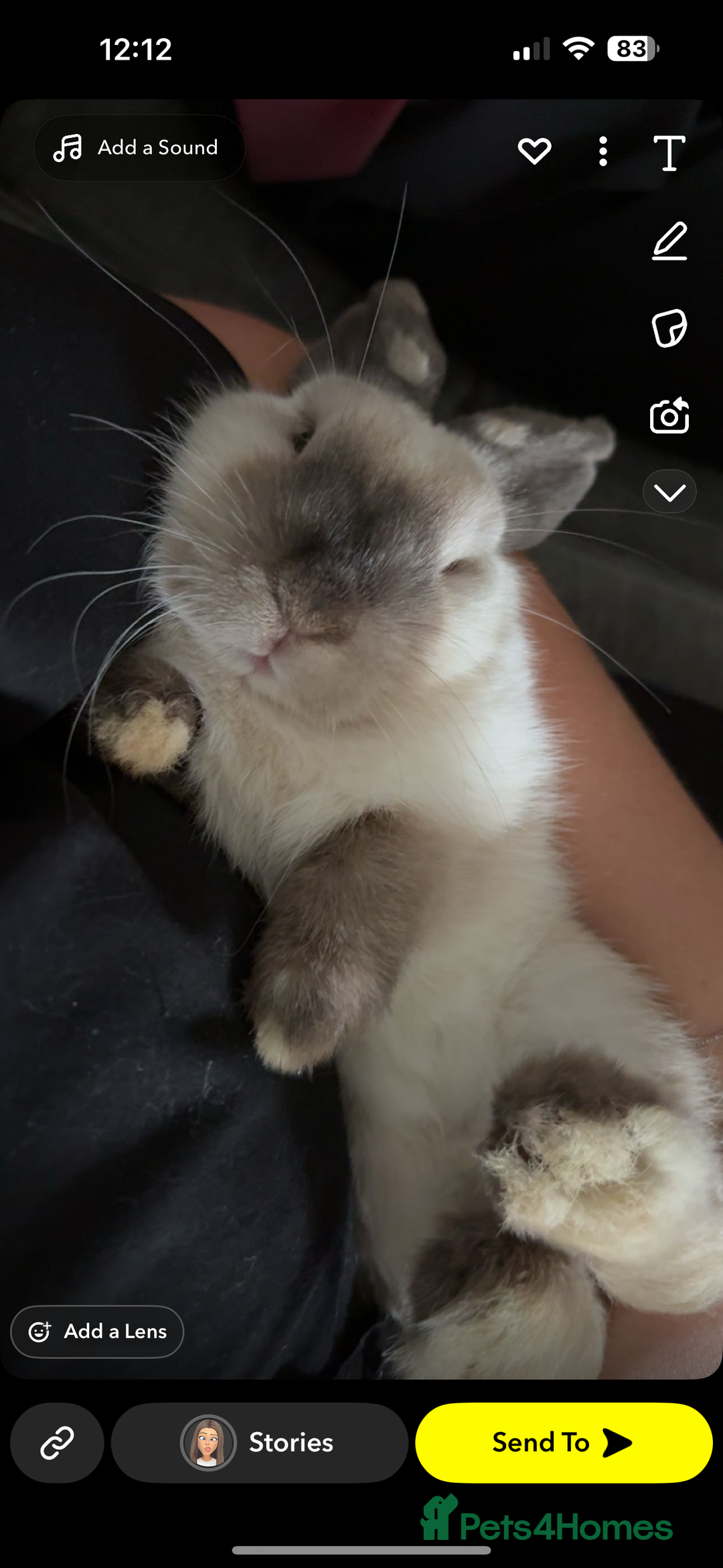 Mini Lop rabbits for sale: 6 month old female white mini lop  - Image 2