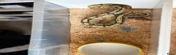 Python Snake reptiles for sale: Royal pythons  - Advert 31