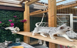 Abyssinian cats for sale: Pedigree Silver Abyssinian kittens left 1 female - Image 3