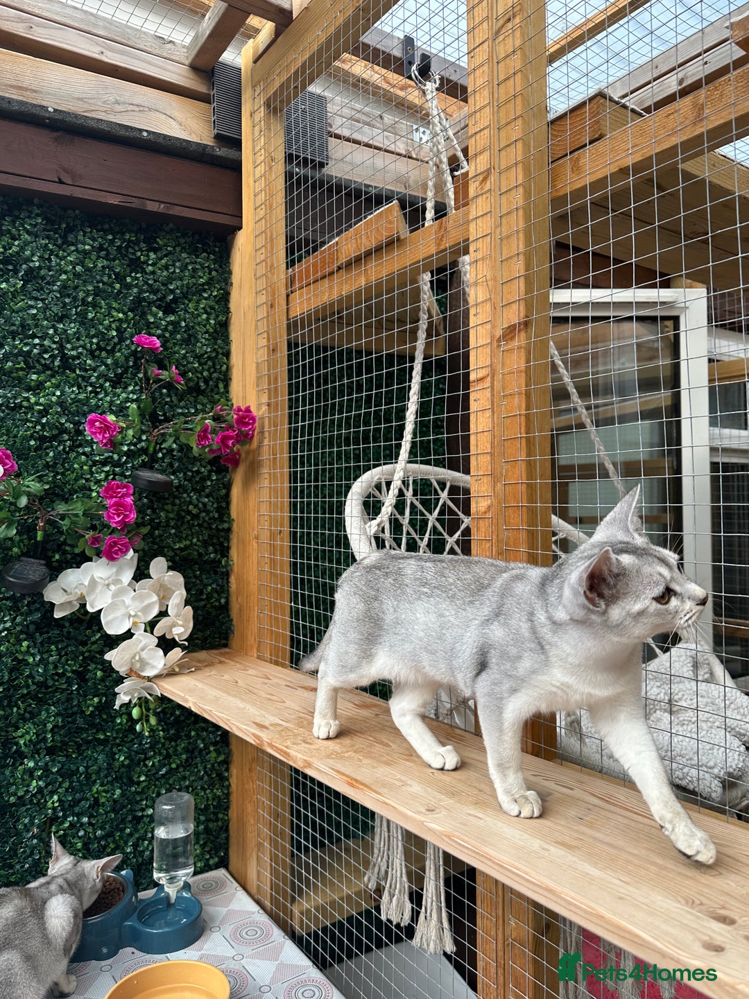 Abyssinian cats for sale: Pedigree Silver Abyssinian kittens left 1 female - Image 3