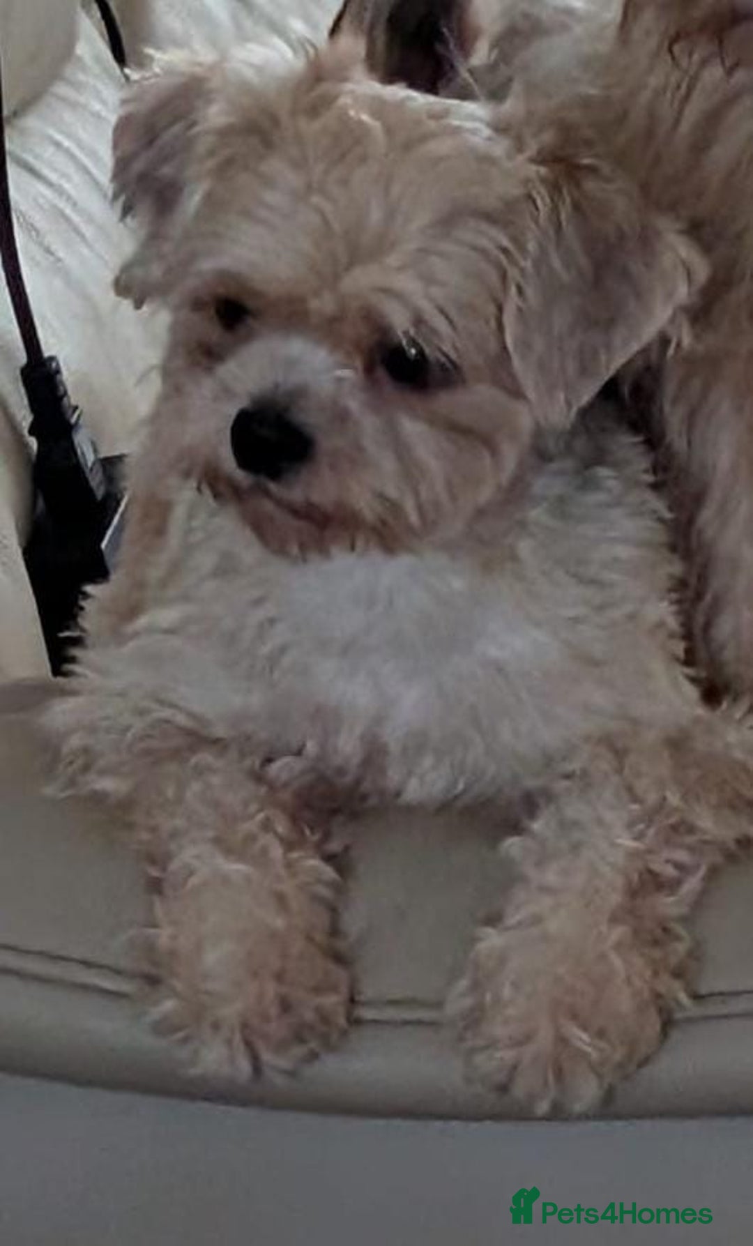 Shorkie dogs for sale: 2 year old shorkie boy - Image 2