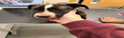 Mixed Breed dogs for sale: Beautiful English Bull Terrier cross Staffy - Advert 10