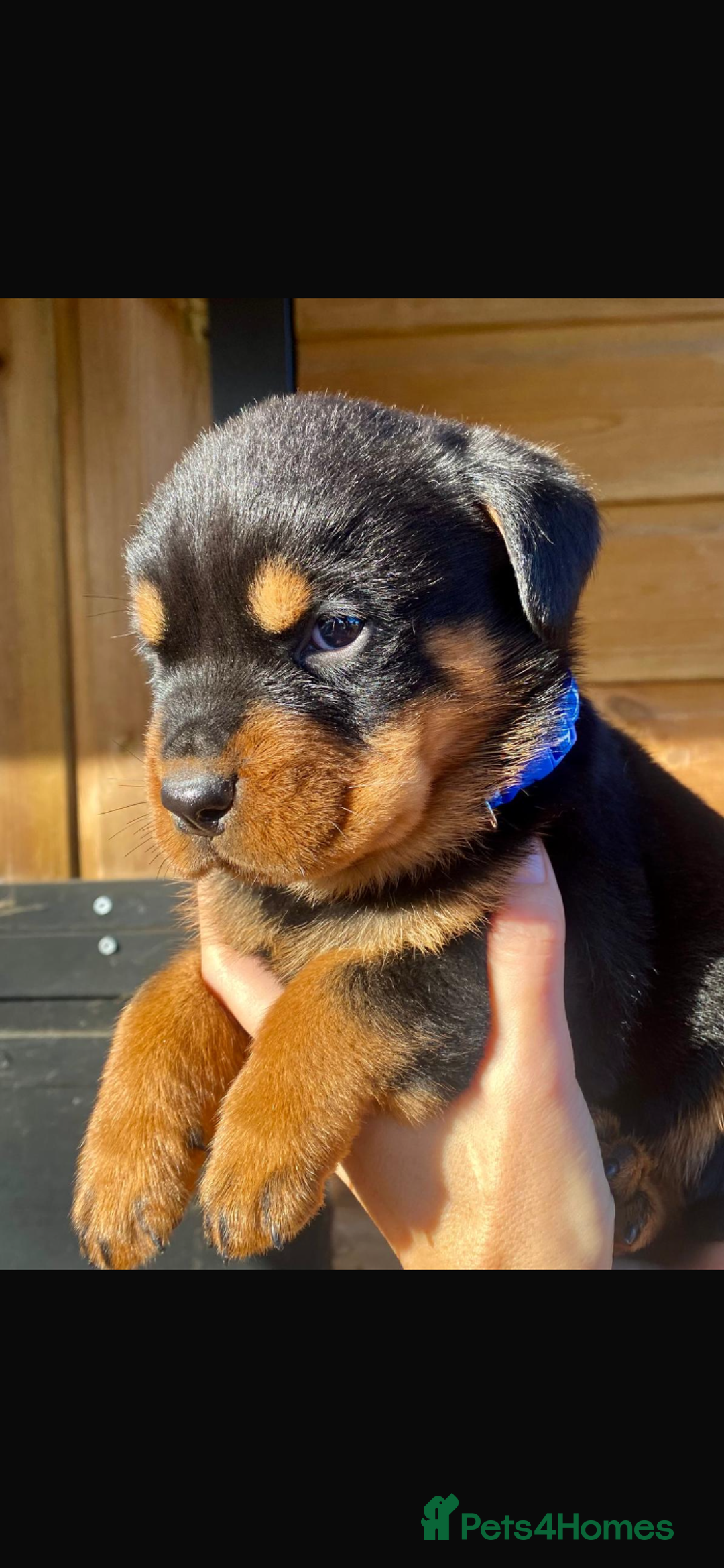 Rottweiler dogs for sale: Last girlBeautiful chunky Rottweiler puppies - Advert 10