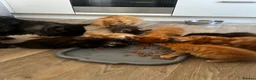 Maine Coon cats for sale: Beautiful Maine Coon Kittens - Advert 3