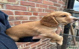 Sprocker dogs for sale: Sprocker puppies mixed litter  - Image 3