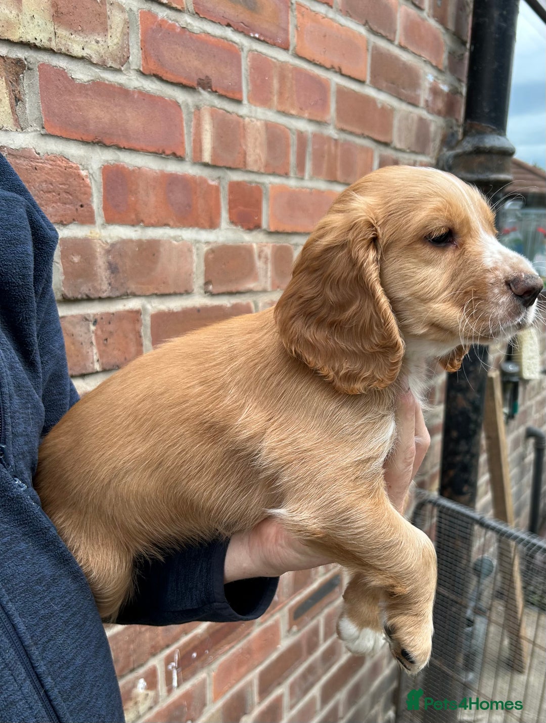 Sprocker dogs for sale: Sprocker puppies mixed litter  - Image 3