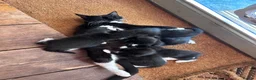 Mixed Breed cats for sale: Mixed Breed Tuxedo kittens  - Advert 3