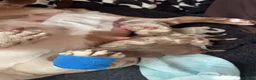 Mixed Breed dogs for sale: Full Breed LUXURY EXOTIC MICRO PUPPYS - Advert 18