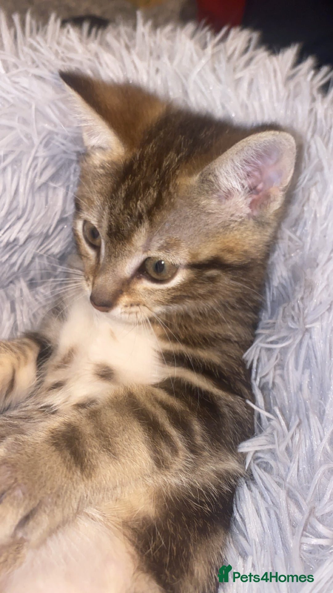 Mixed Breed cats for sale: Cute brown kitten - Advert 1