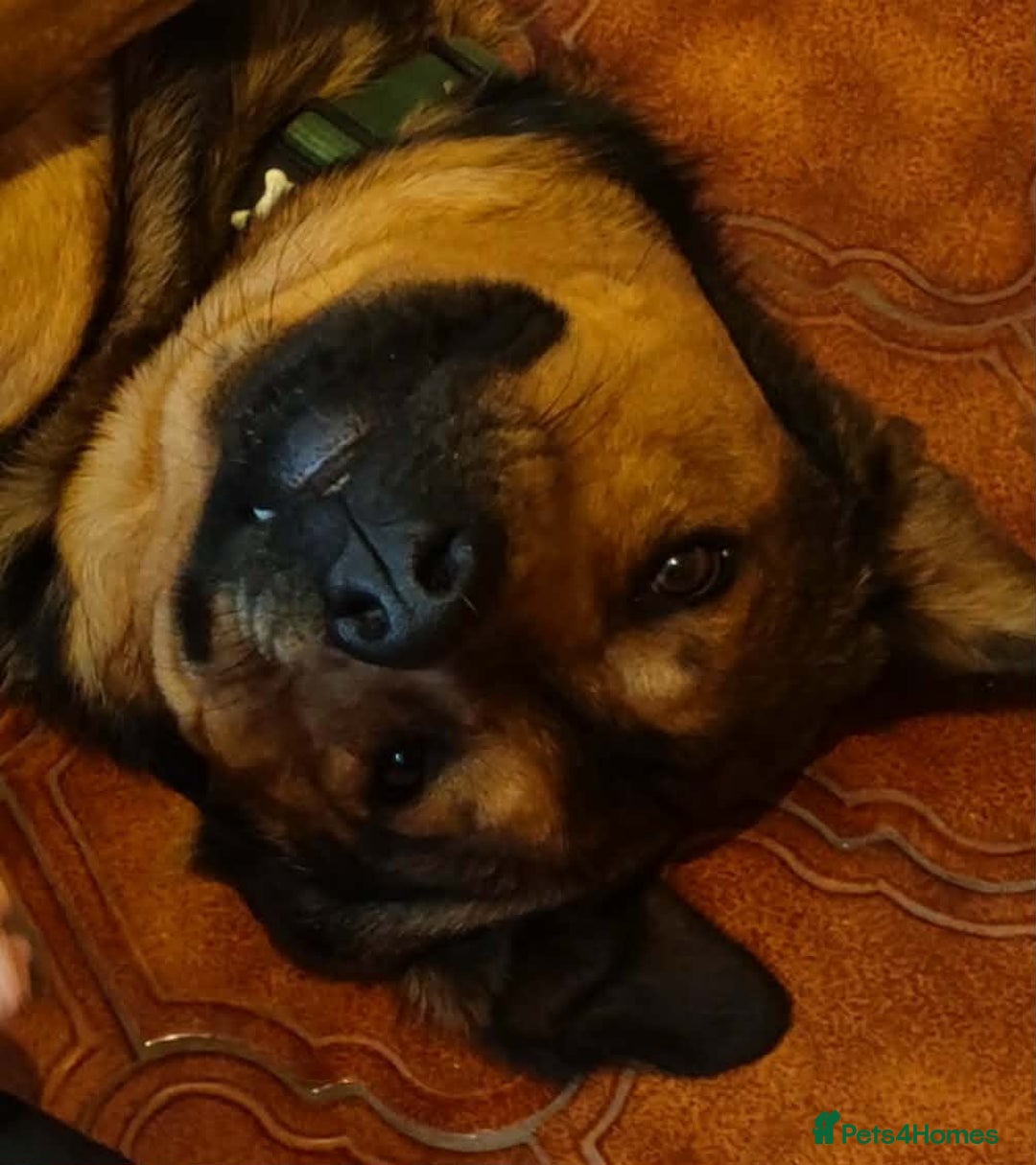 Mixed Breed dogs for sale: URGENT HOME NEEDED BY 03 JAN 2026 - Advert 7