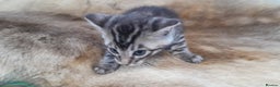 Bengal cats for sale: Beautiful Bengal kittens  - Advert 14