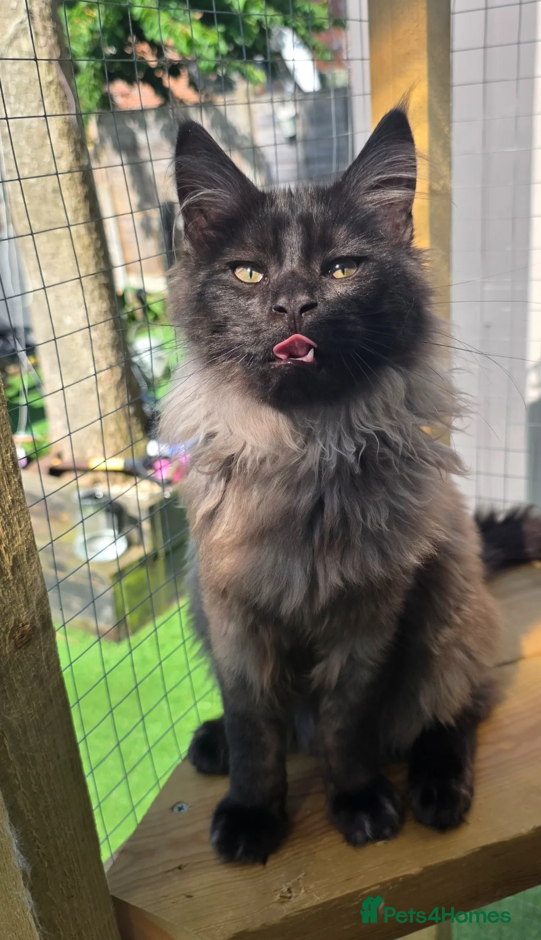 Maine Coon cats for sale: Beautiful ash and black main coon boy in Shanklin - Advert 6
