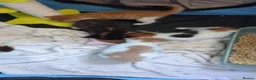 British Shorthair cats for sale: 7 beautiful kittens.  - Advert 24