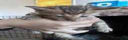 Bengal cats for sale: Bengal kittens for sale  - Advert 10