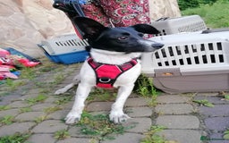 Mixed Breed dogs for adoption: ❤️JAVY- gentle angel,loving soul waiting so long❤️ - Image 14