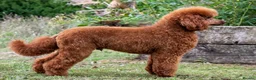 Miniature Poodle dogs for stud: KC Red Miniature Poodle For Stud  - Advert 8