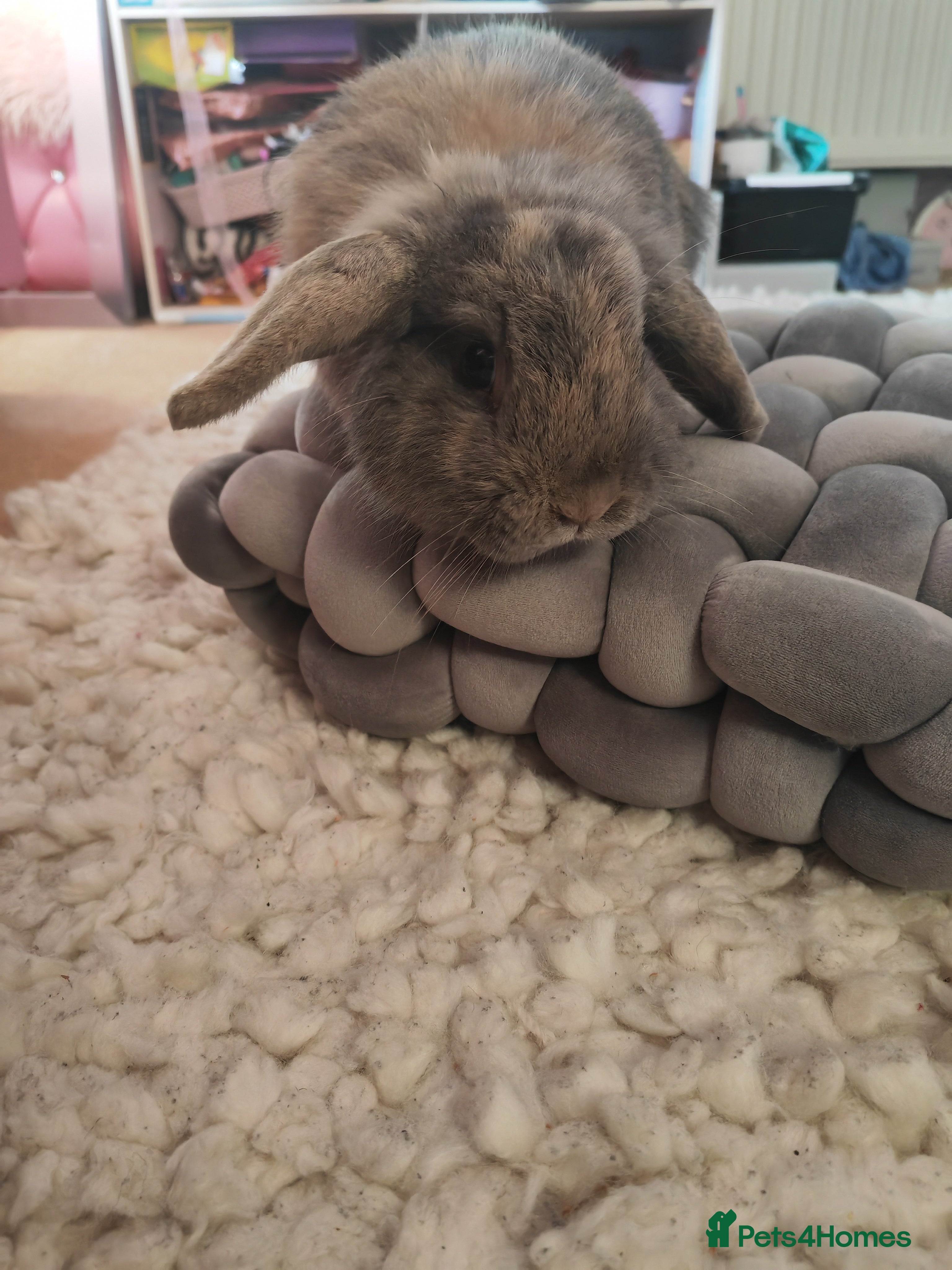 Mixed Breed rabbits 2 bonded sisters and a buck  - Advert 1