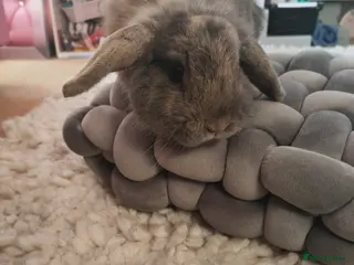 Mixed Breed rabbits 2 bonded sisters and a buck - Advert 2