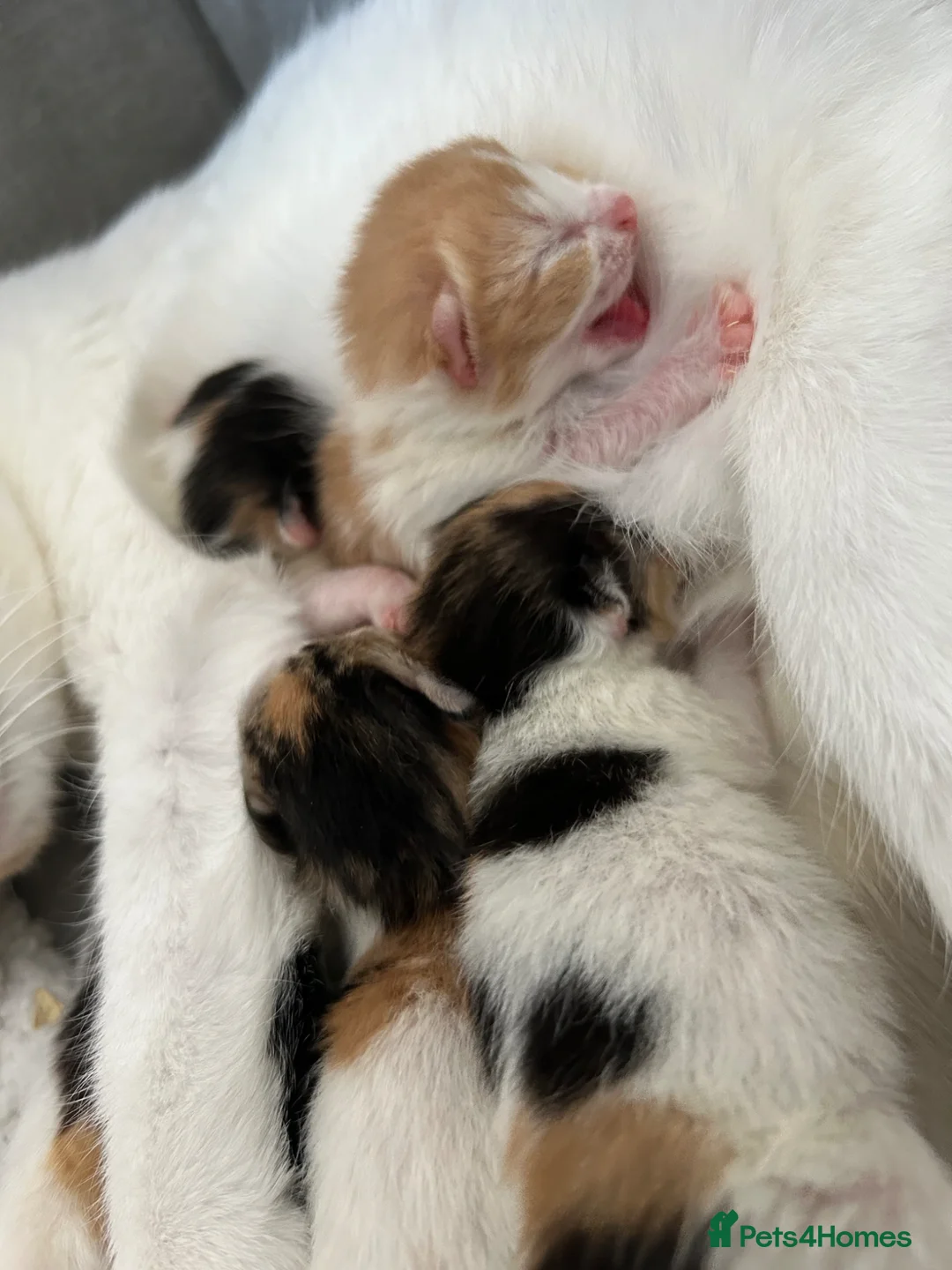 American Shorthair cats for sale: Short hair calico - Advert 8