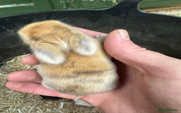 Mini Lop rabbits for sale: MINI LOP BUNNIES / PEDIGREE  - Image 31