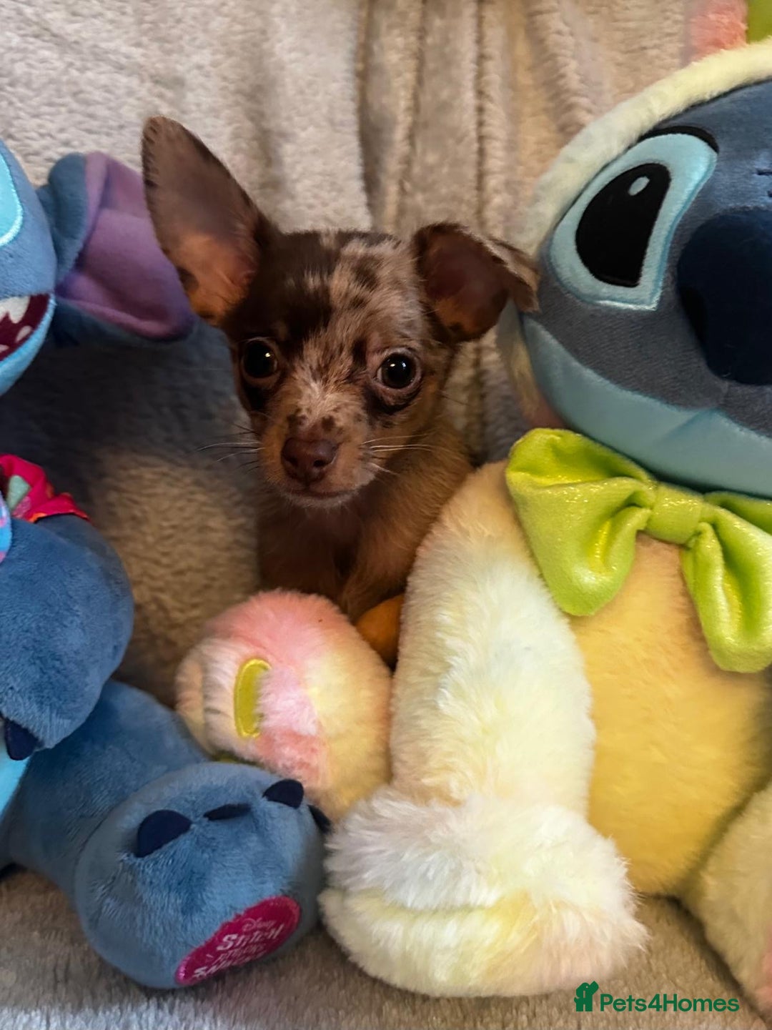 Mixed Breed dogs for sale: Chihuahua x  - Image 11