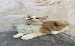 Mixed Breed cats for sale: Pedigree Maine coon X Pedigree ragdoll kittens   - Advert 4