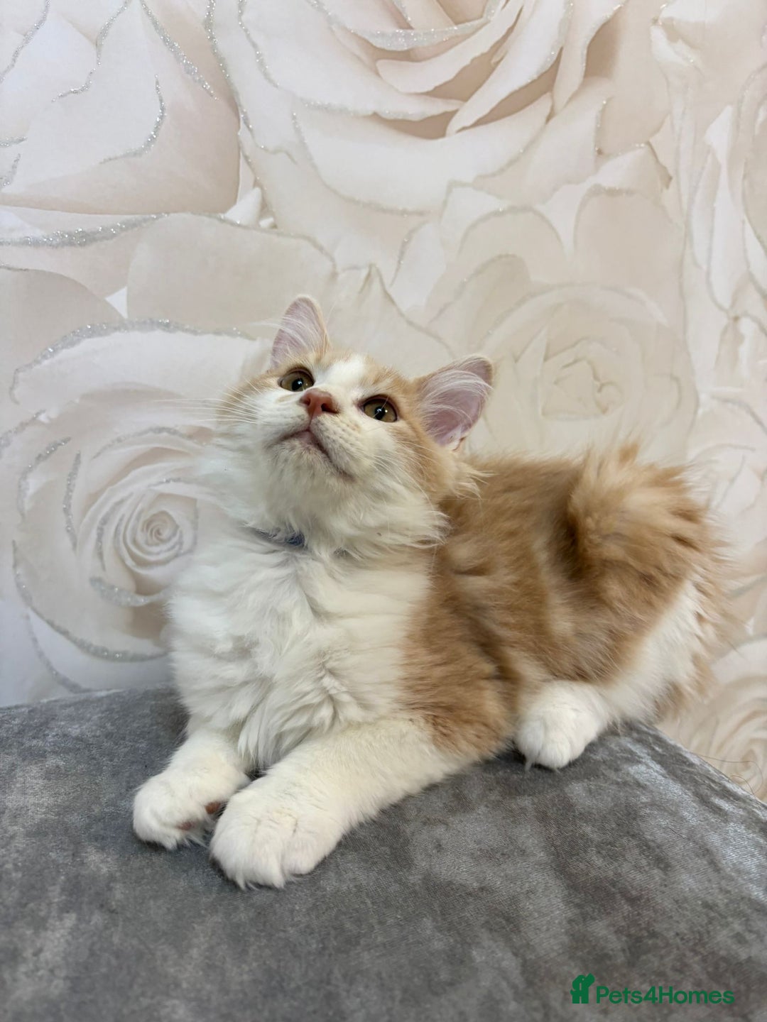 Mixed Breed cats for sale: Pedigree Maine coon X Pedigree ragdoll kittens   - Advert 4