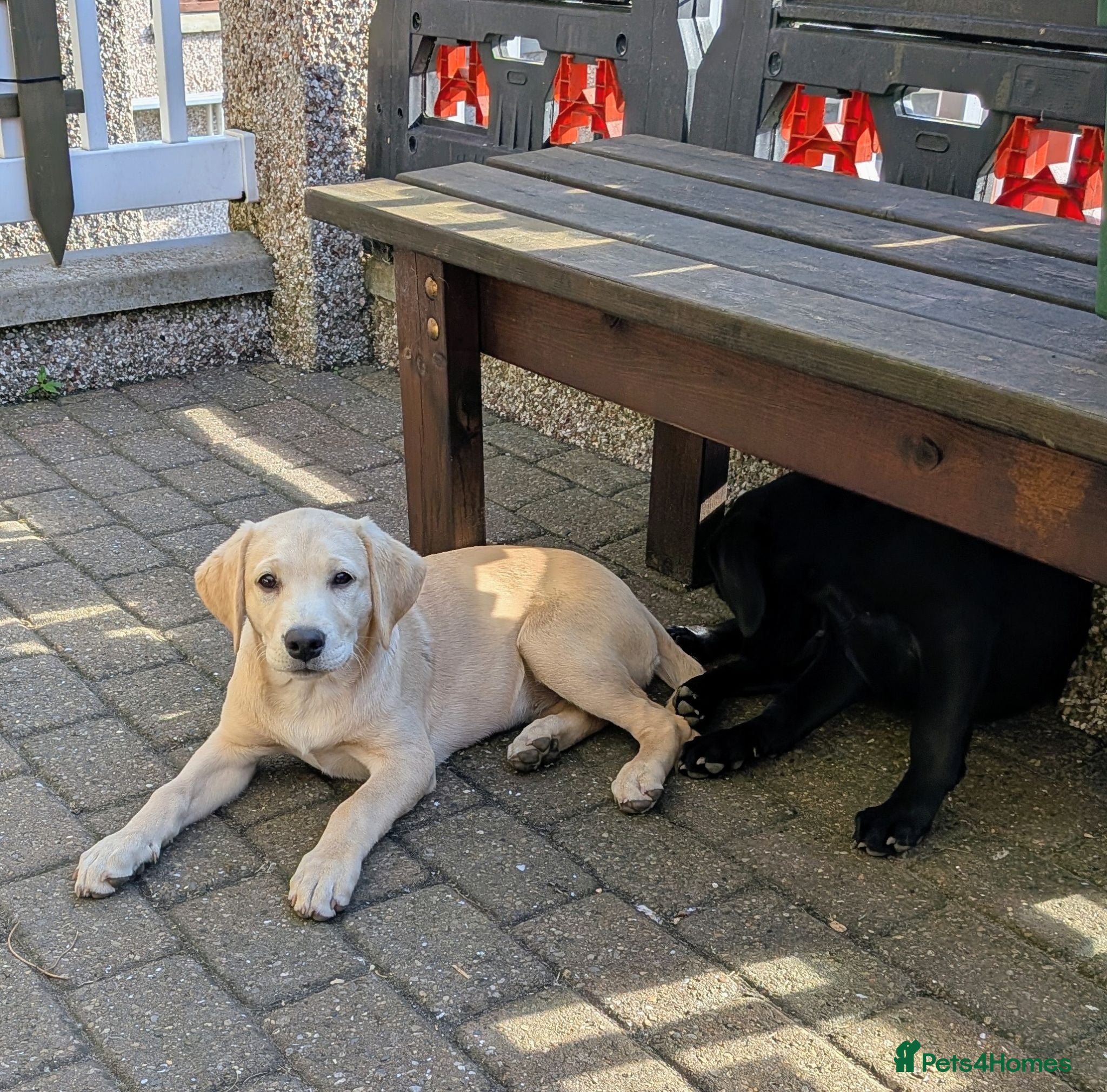 Labrador Retriever dogs Last litter Golden Retriever  - Advert 2