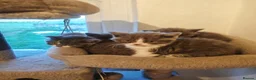 British Shorthair cats for sale: British shorthair blue and white bicolour kittens - Advert 7